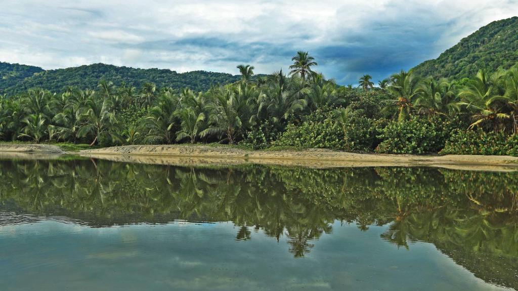 Lagoon surrounded by palms reflecting the jungle