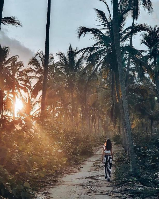 Sendero entre palmeras al atardecer en el Tayrona