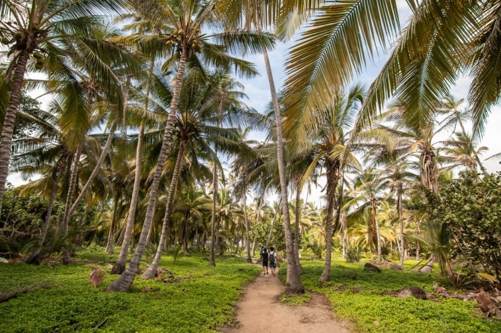 Sendero en la selva del Tayrona