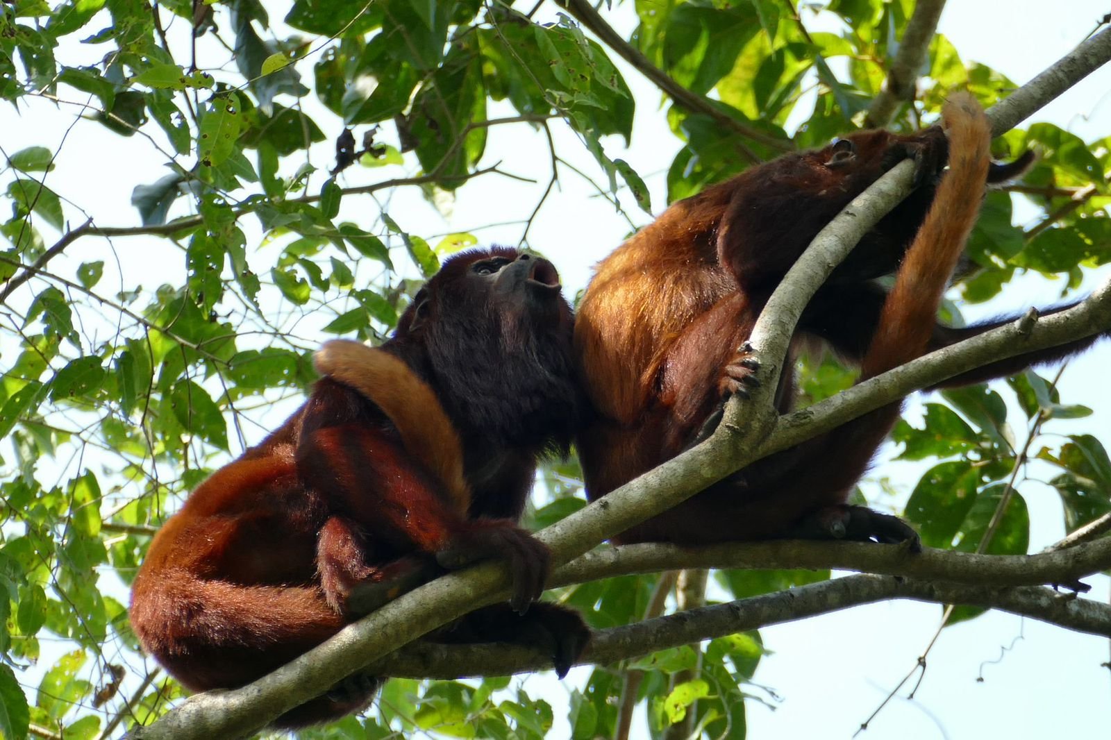 Tayrona Park wildlife and plants: what you can see