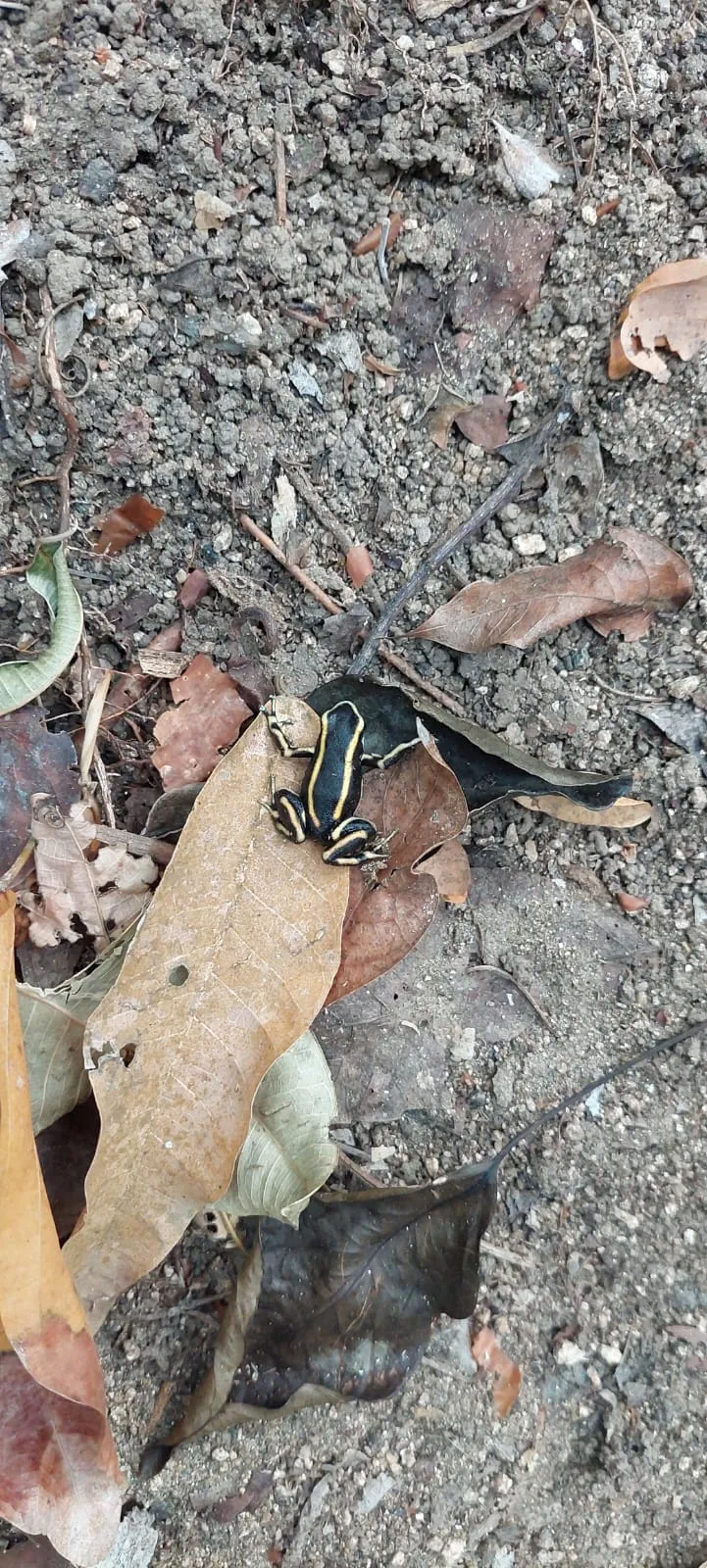 Colourful frog on the trail