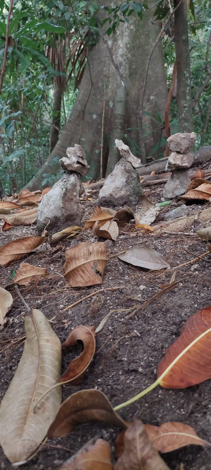 Stacked stones by a ceiba tree