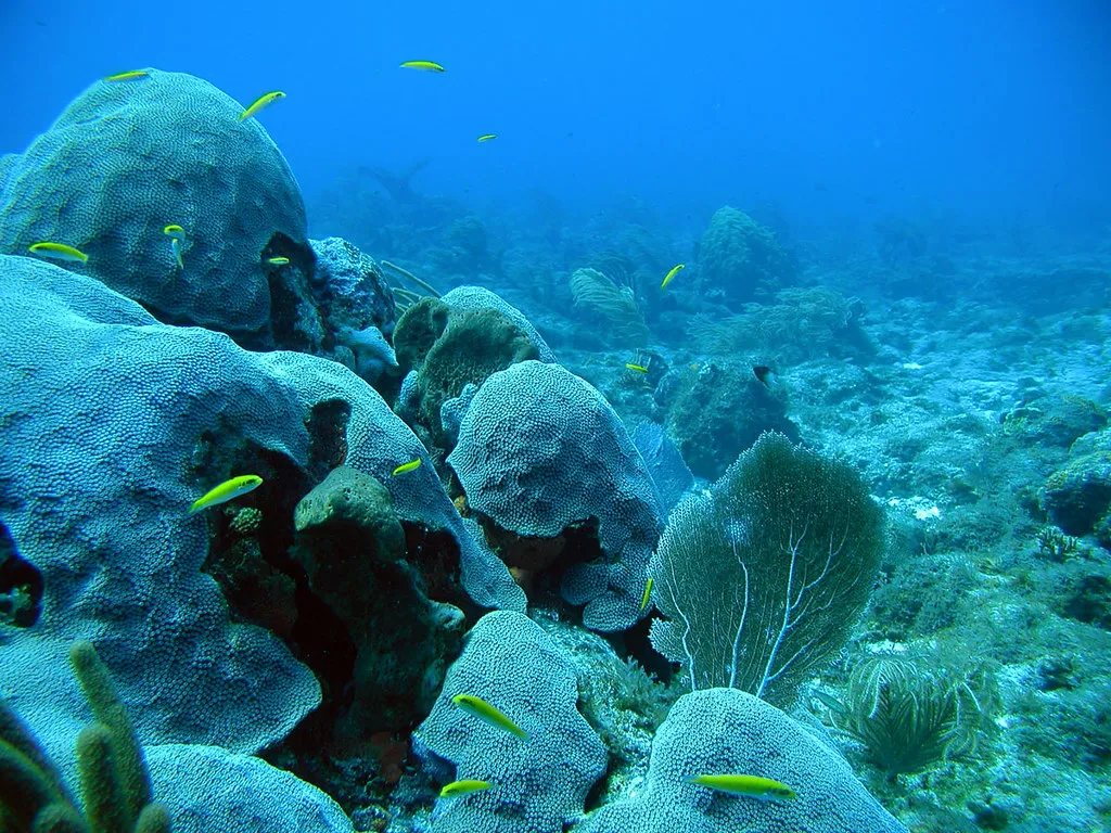 Caribbean coral reef