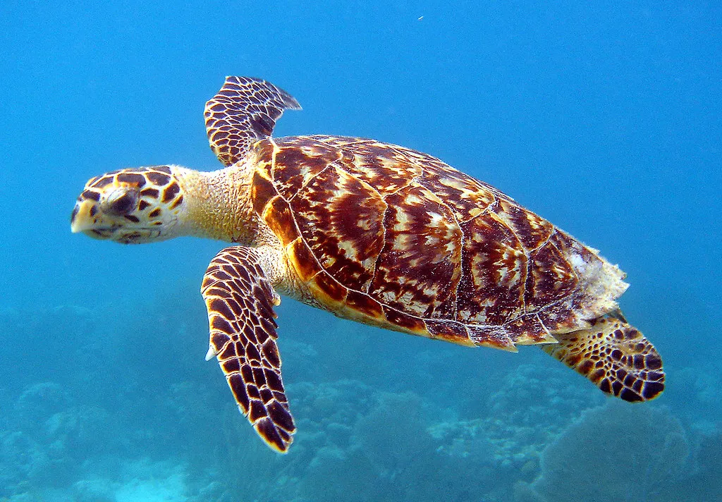 Hawksbill turtle, a Caribbean resident