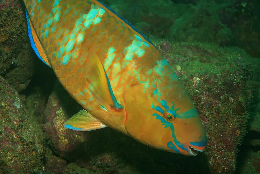 Blue-barred parrotfish