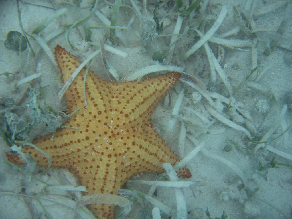 Cushion sea star