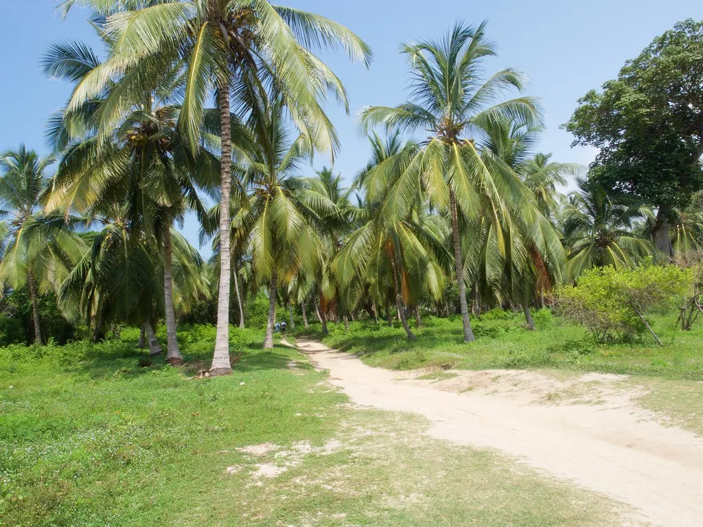 Palm-lined path